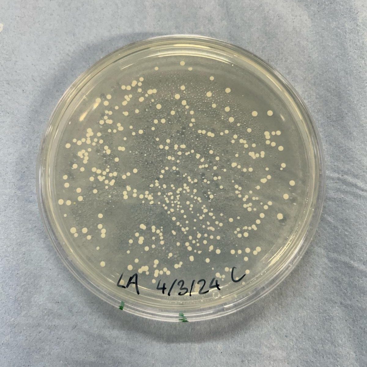 64e4ba9e-bffb-4eb5-826f-b543daaa98e6-1